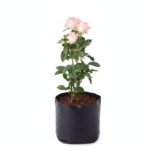 Rose Peach - 10" Grow bag
