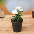 Chrysanthemum White - 5" Pot