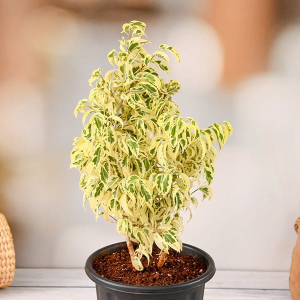 Weeping Fig starlight - 10" Grow bag
