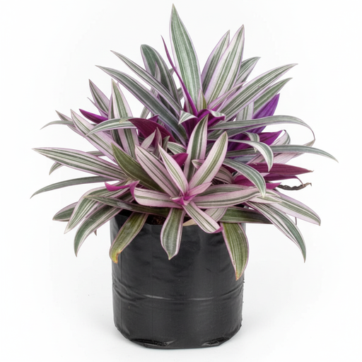 Rhoeo Variegated - 6" Grow bag