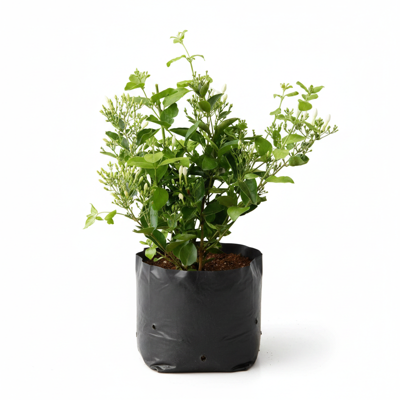 Jasmine Juhi - 10" Grow bag
