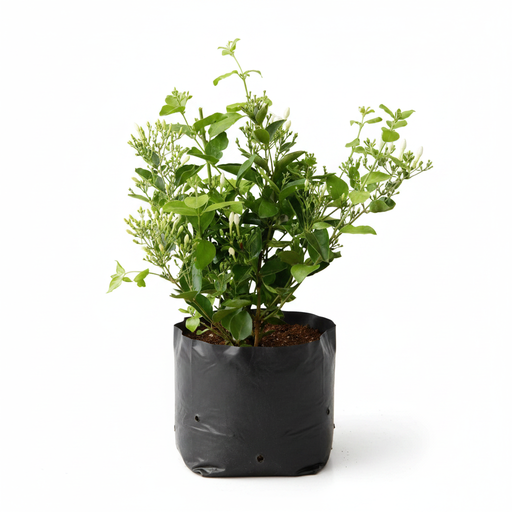 Jasmine Juhi - 10" Grow bag