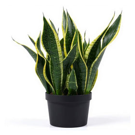 Lucky & Vastu plants