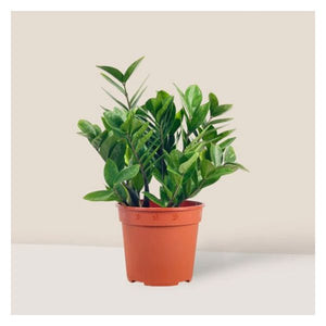 Air-purifying favourites