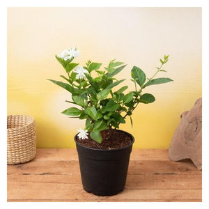 Fragrant plants for a balcony