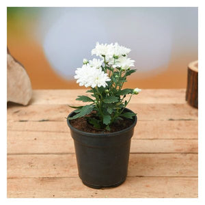Winter flowering — plant now