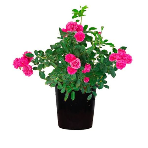 Miniature Rose Pink - 6" Pot