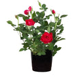 Miniature Rose Red - 6" Pot