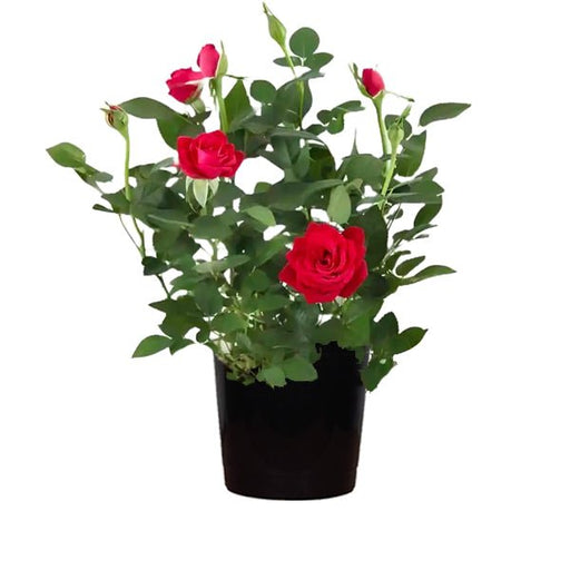Miniature Rose Red - 8" Pot