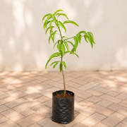 Mango Tree (Badami, Grafted) - 10" Grow bag