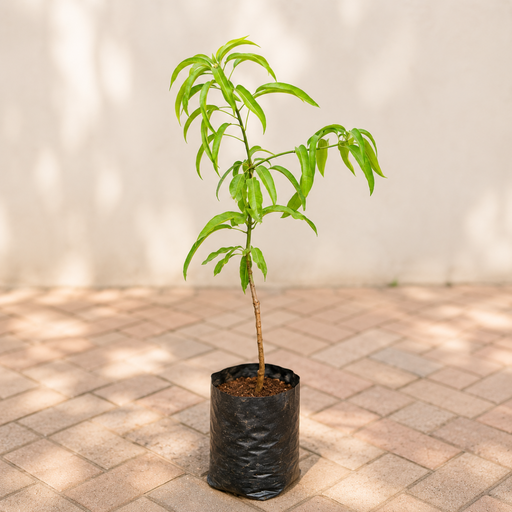 Mango Tree (Badami, Grafted) - 10" Grow bag