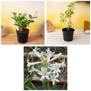 Mogra Evenings - Set of 3 Fragrant Flowering Plants