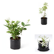 Mogra Evenings - Set of 3 Fragrant Flowering Plants
