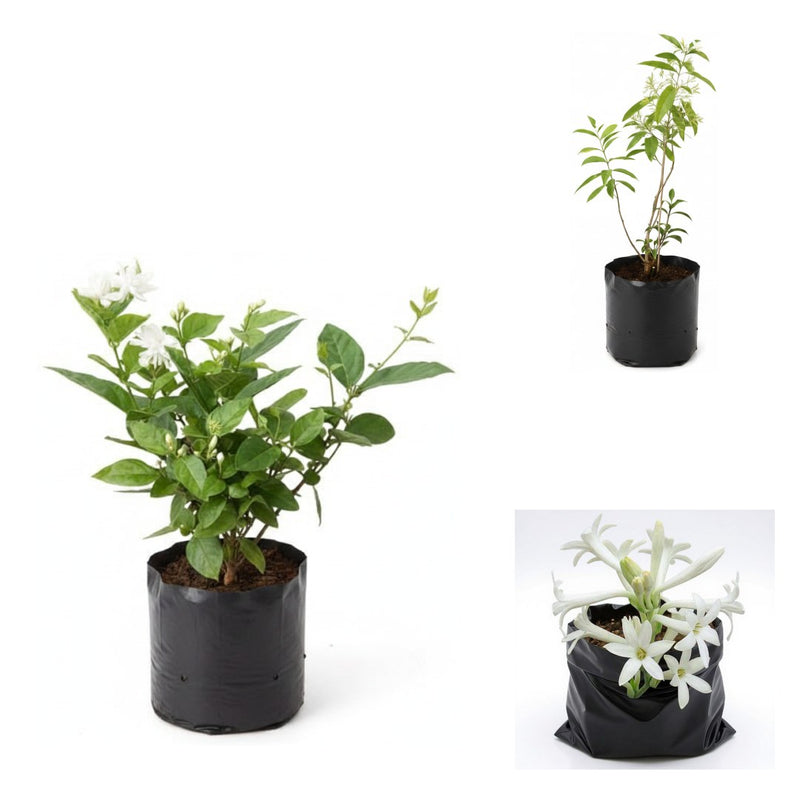 Mogra Evenings - Set of 3 Fragrant Flowering Plants