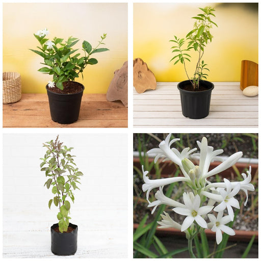 Monsoon Four - Set of 4 Monsoon Season Plants