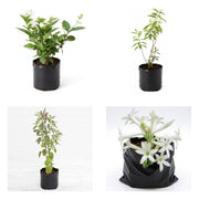 Monsoon Four - Set of 4 Monsoon Season Plants
