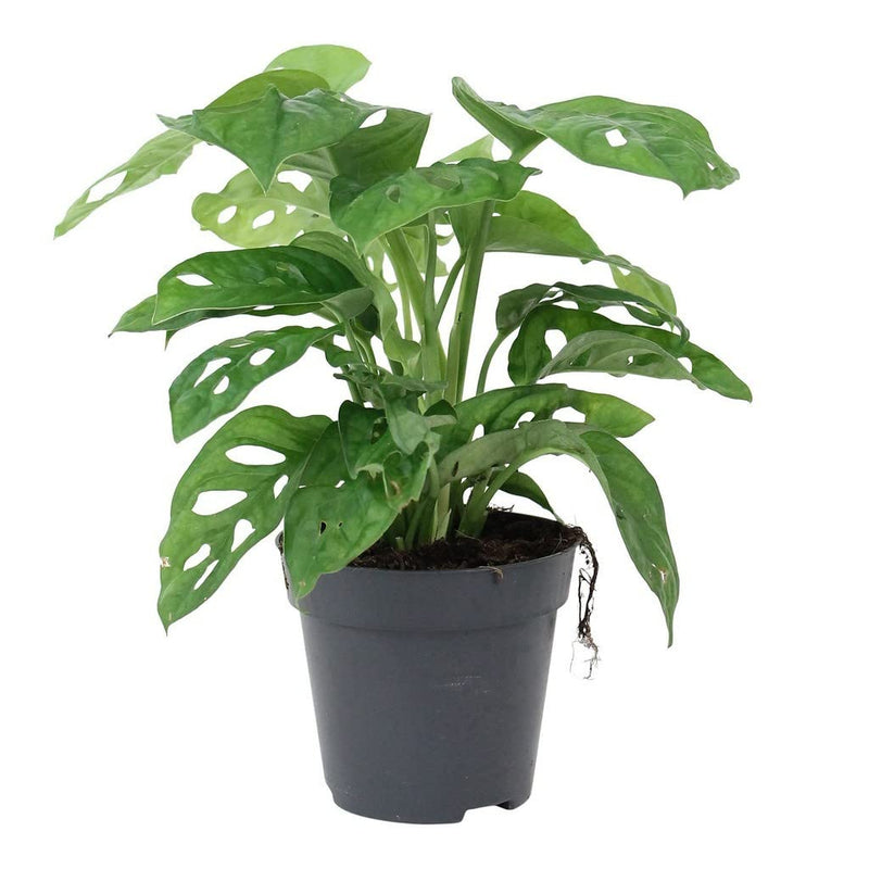Monstera Adansonii - 4" Pot