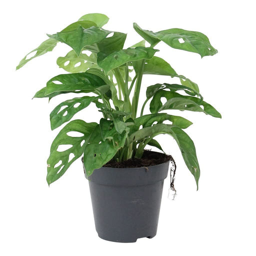 Monstera Adansonii - 5" Pot