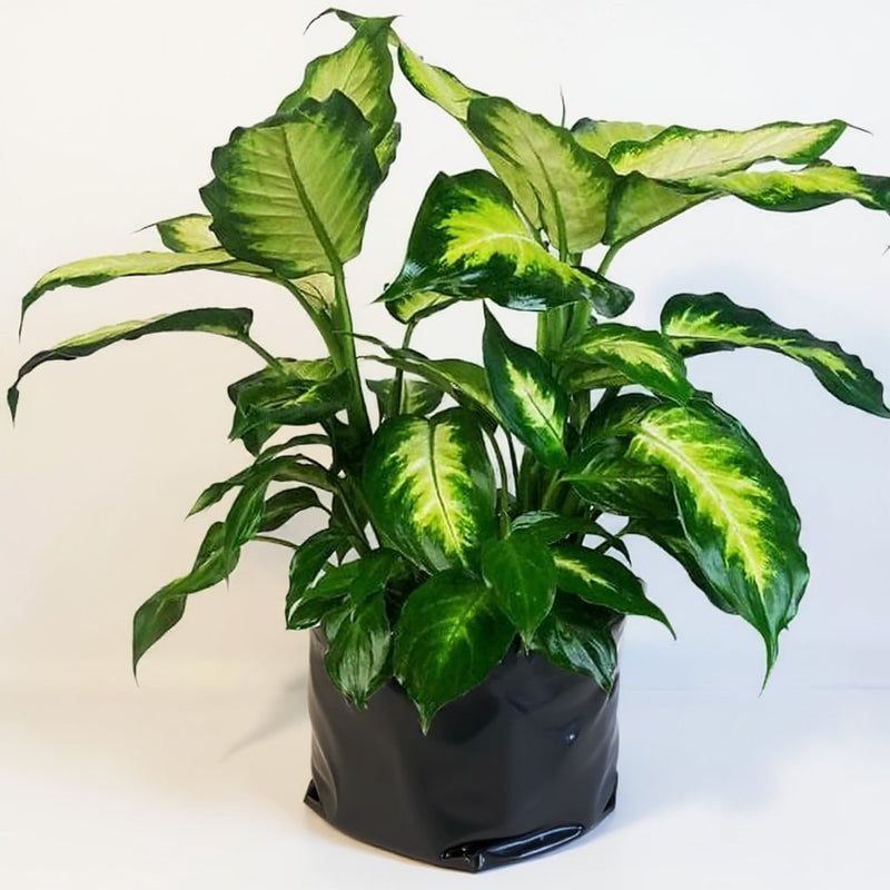 Dieffenbachia Compacta