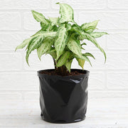 Syngonium podophyllum Mini Pixie