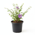 King's Mantle Blue - 7" Pot