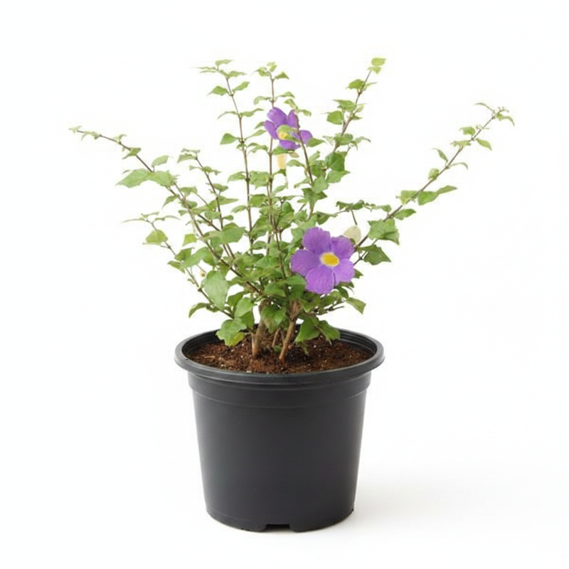 King's Mantle Blue - 7" Pot