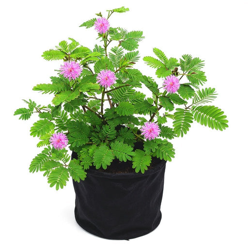 Chuimui - 6" Grow bag