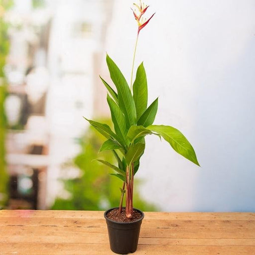 Heliconia Psittacorum Golden Tourch Orange - 6" Pot