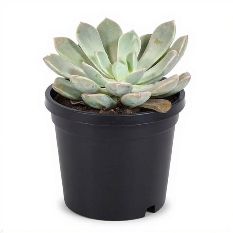 Echeveria Big Lotus - 3" Pot