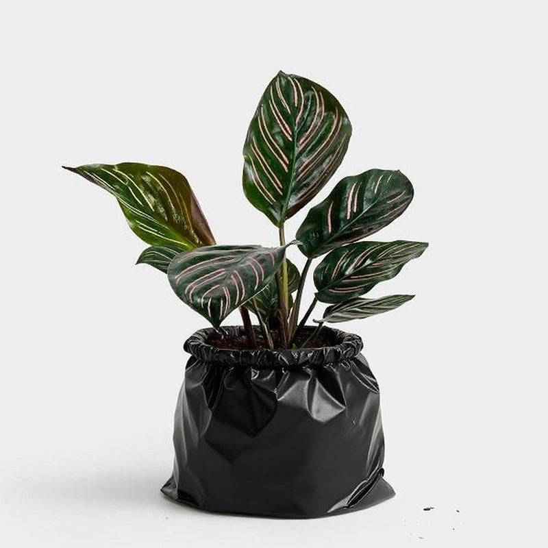 Calathea Ornata Variegated