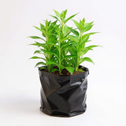Lucky Bamboo 3 Layer