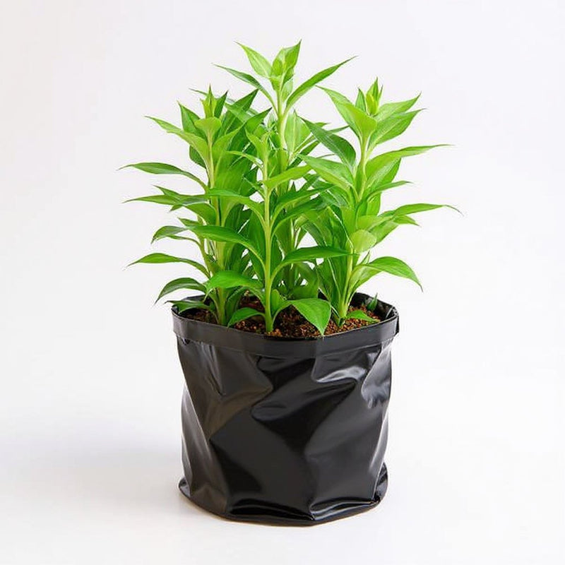 Lucky Bamboo 3 Layer