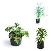 No-Mosquito Corner - Set of 3 Mosquito Repellent Plants