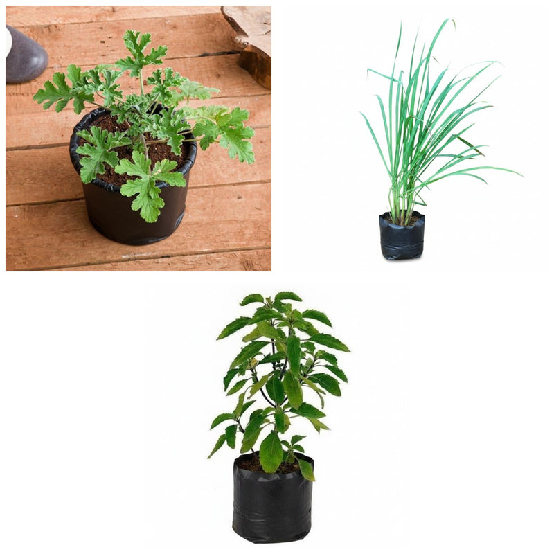No-Mosquito Corner - Set of 3 Mosquito Repellent Plants