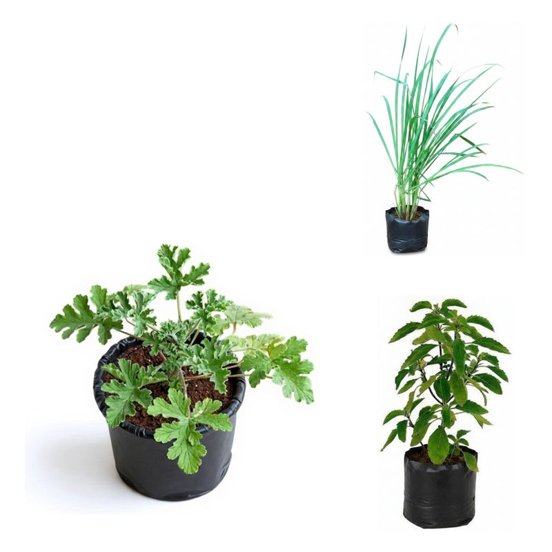 No-Mosquito Corner - Set of 3 Mosquito Repellent Plants