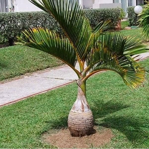 Bottle Palm - 10" Grow bag