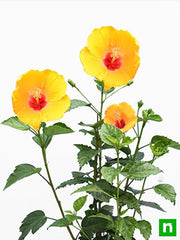 Hibiscus Yellow - 10" Pot