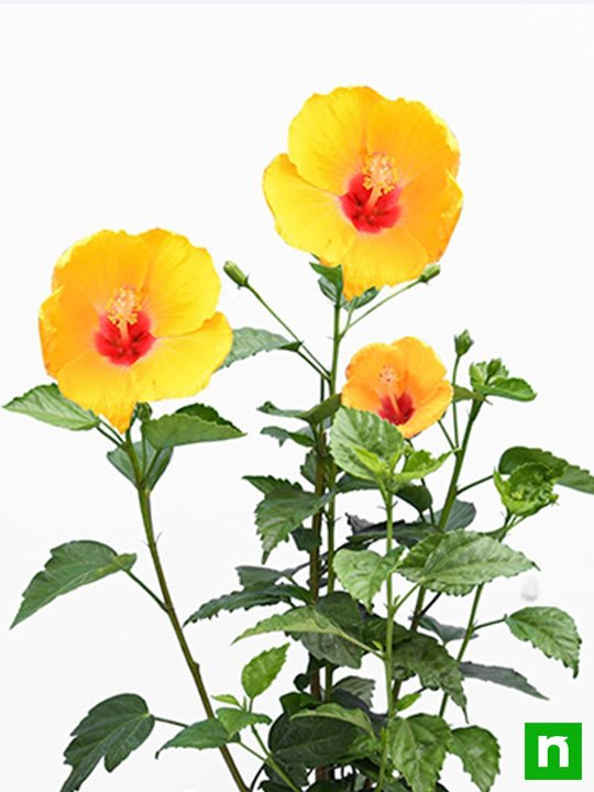Hibiscus Yellow - 10" Pot