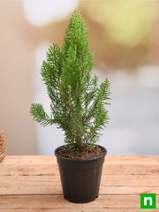 Morpankhi - 10" Pot