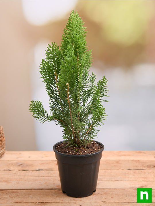 Morpankhi - 12" Pot