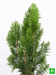 Morpankhi - 6" Pot