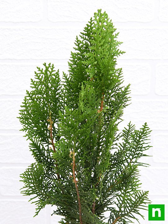 Morpankhi - 6" Pot