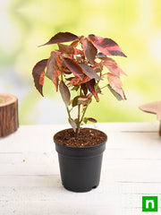 Copper Leaf Croton - 5" Pot