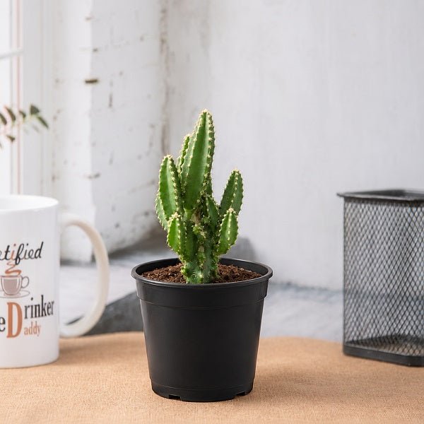 Acanthocereus tetragonus - Cactus - 3" Pot