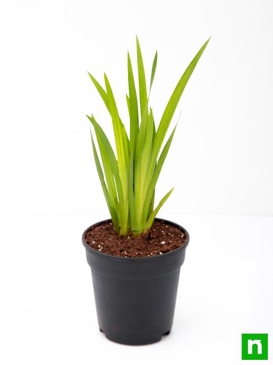 Sweet Flag - 5" Pot