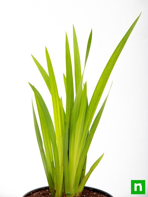 Sweet Flag - 6" Grow bag