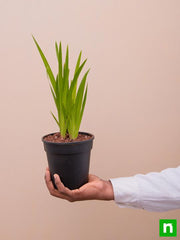 Sweet Flag - 5" Pot