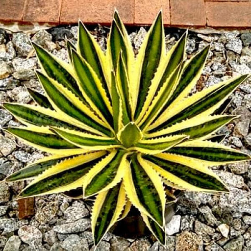 Agave lophantha - 4" Pot