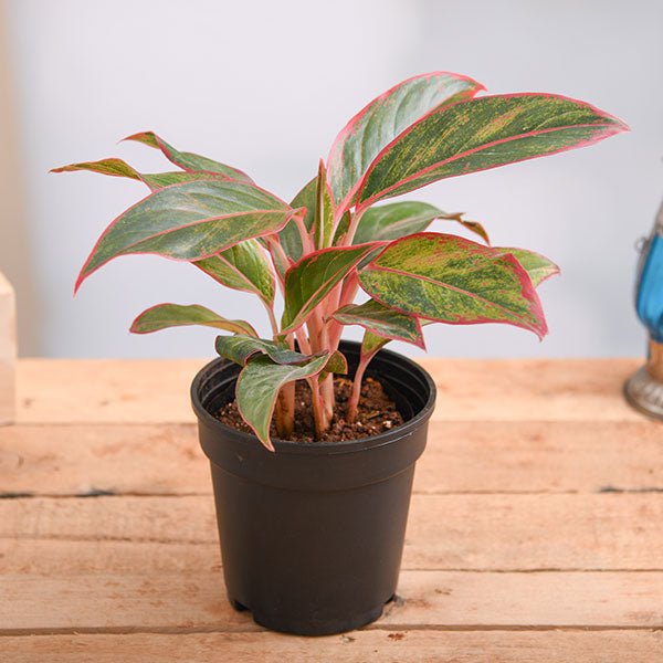 Aglaonema Red Lipstick - 8" Pot