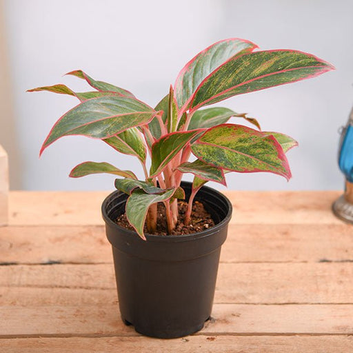 Aglaonema Red Lipstick - 5" Pot